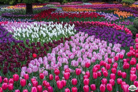 Skagit valley tulip festival - The Skagit Valley Tulip Festival was officially inaugurated by the chamber in 1984 and was run through that office until 1994 when the festival became its own entity. In 2002, separation from the ...